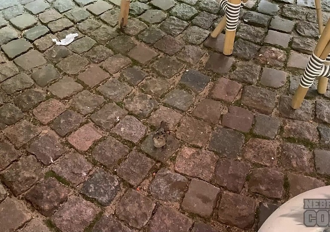 020522_private_lesbian_date_video_miss_pussycat_with_her_best_friend_margarita_public_flashing_and_strapon_pussy_licking_sex_back_at_home